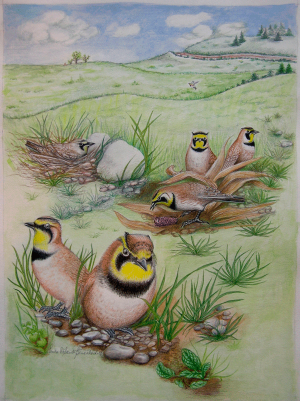 horned lark