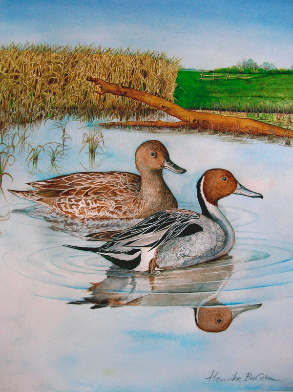 Northern Pintail