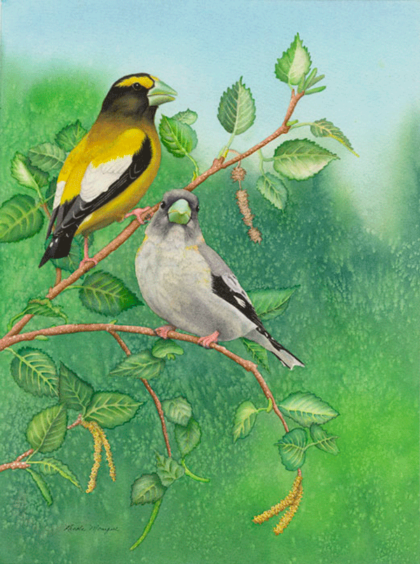 Evening grosbeak