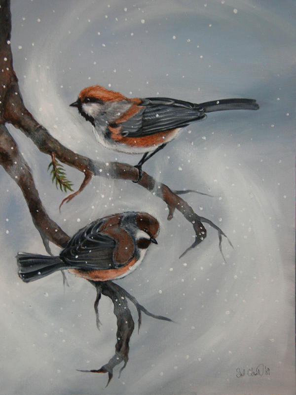 Boreal Chickadee