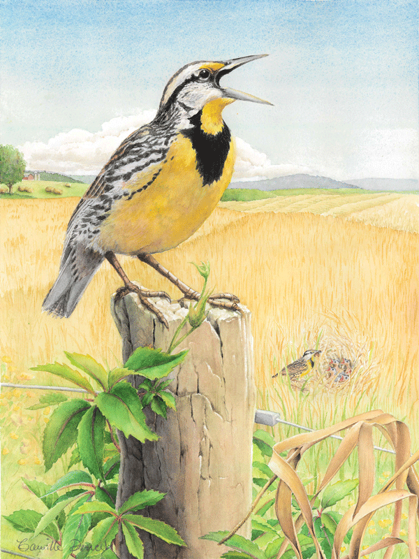 meadowlark