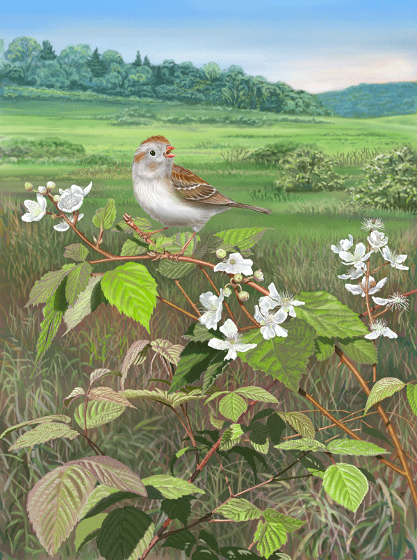 Field Sparrow