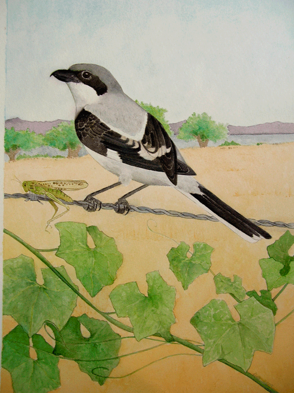 Loggerhead Shrike