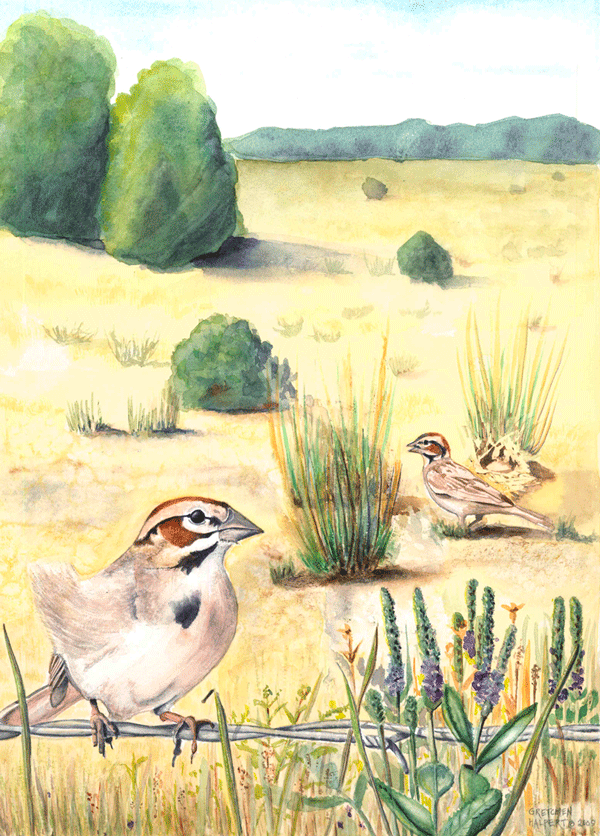 Lark Sparrow