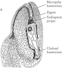 haustoriu,