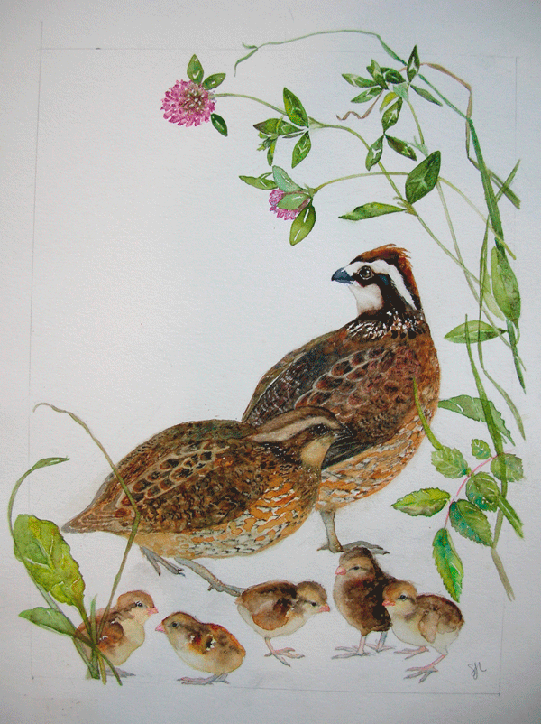 Northern Bobwhite