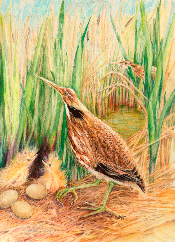 American Bittern