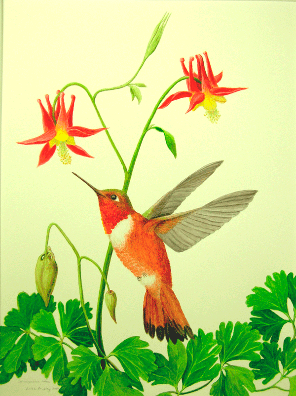 Rufous Hummingbird