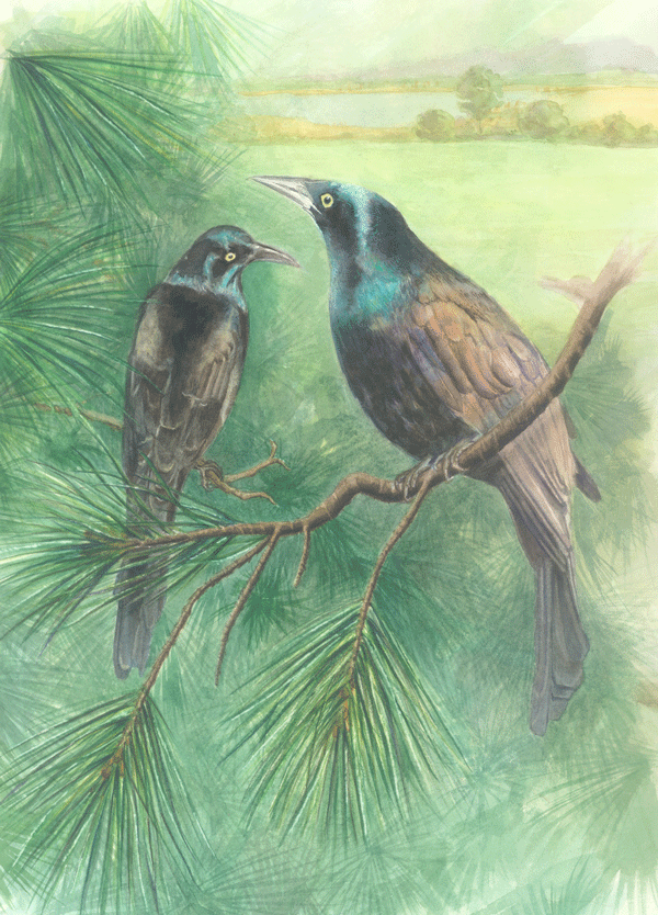 common grackle bird. common-irds-home-page