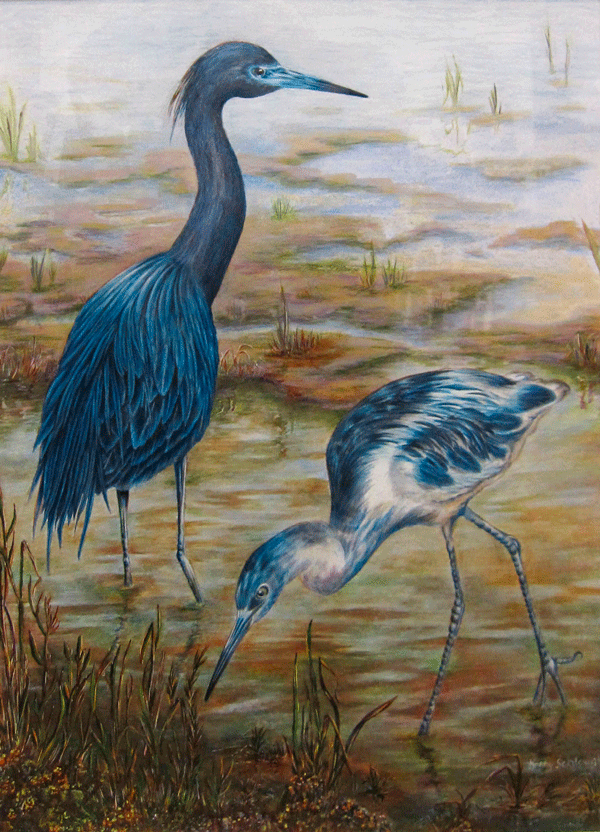 Little Blue Heron