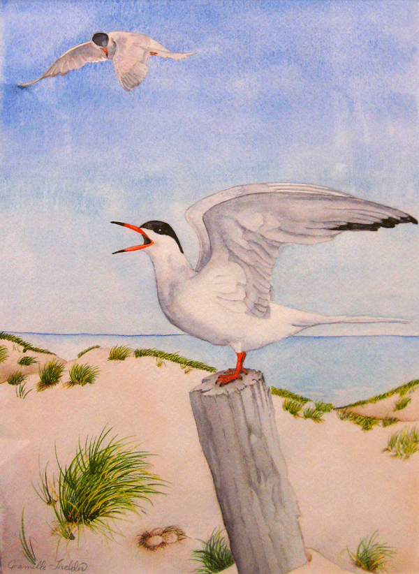 Common Tern